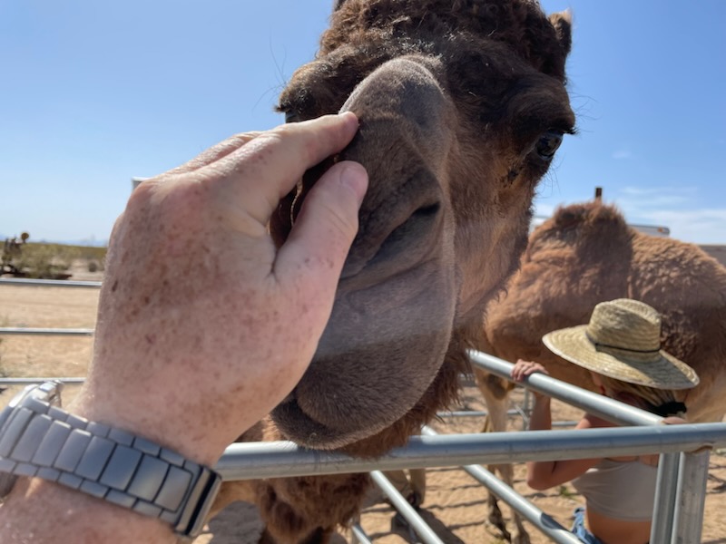 Getting a little nuzzle from a camel. Camp with the Camels at Goffs, Mojave Desert Heritage & Cultural Association photo: Bill Slutter